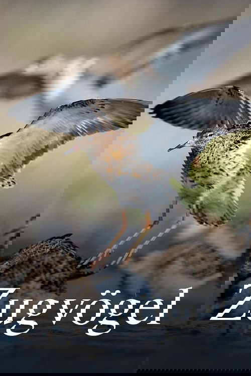 Zugvögel - Ein Jahr vergeht im Flug